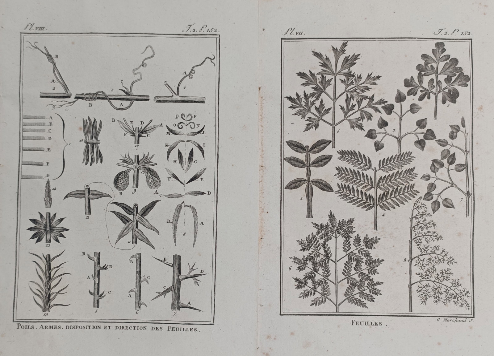 Georges-Louis Leclerc, Comte de Buffon – Set of 2: Studies of Foliage and Plant Structures (1 of 2)