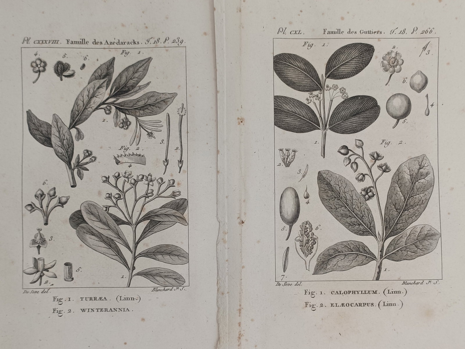Georges-Louis Leclerc, Comte de Buffon – Set of 2: Studies of Meliaceae and Calophyllaceae (1 of 2)
