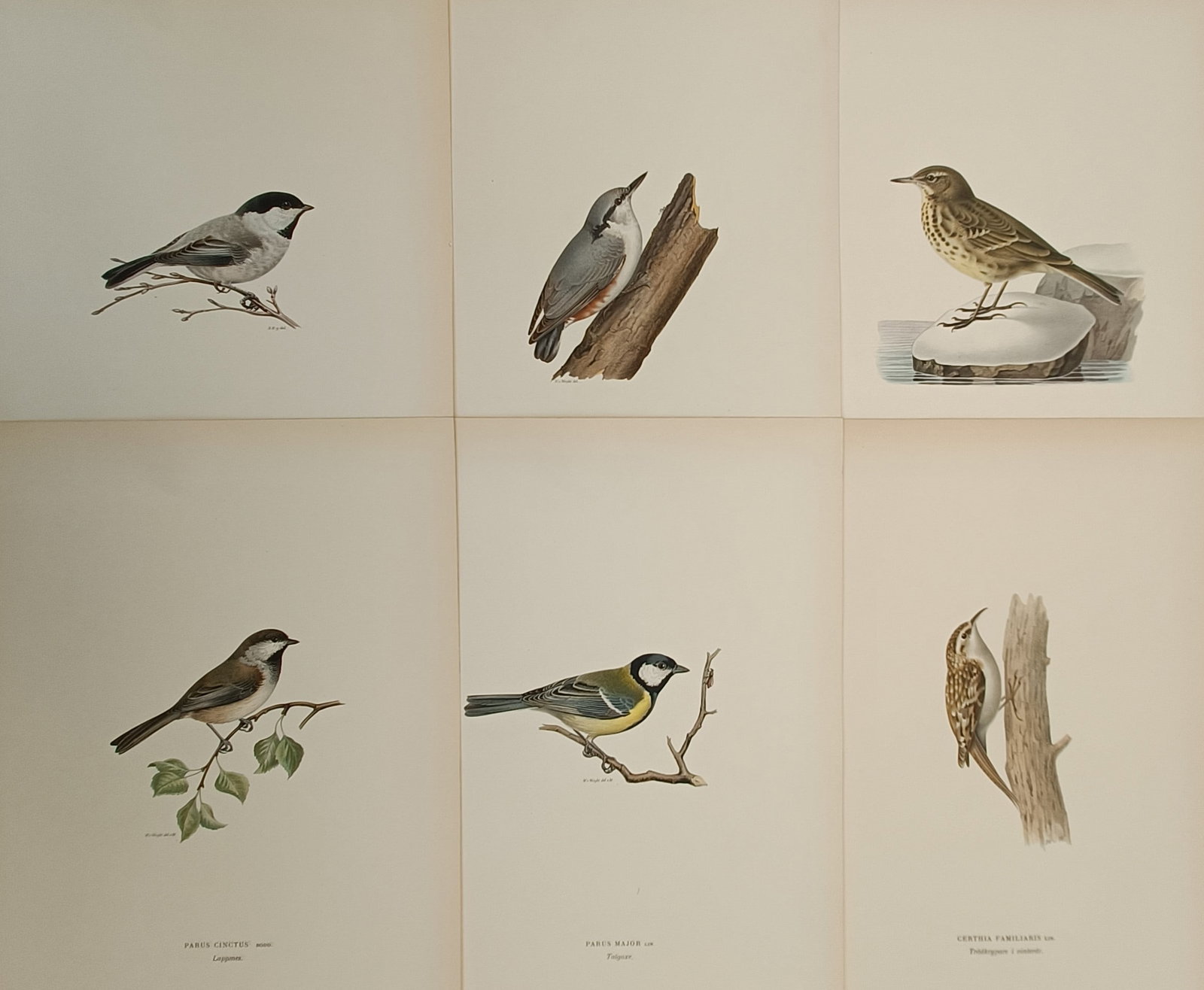 Magnus von Wright (1805–1867) – Set of 6: Scandinavian Ornithological Studies – Lithograph (1 of 2)