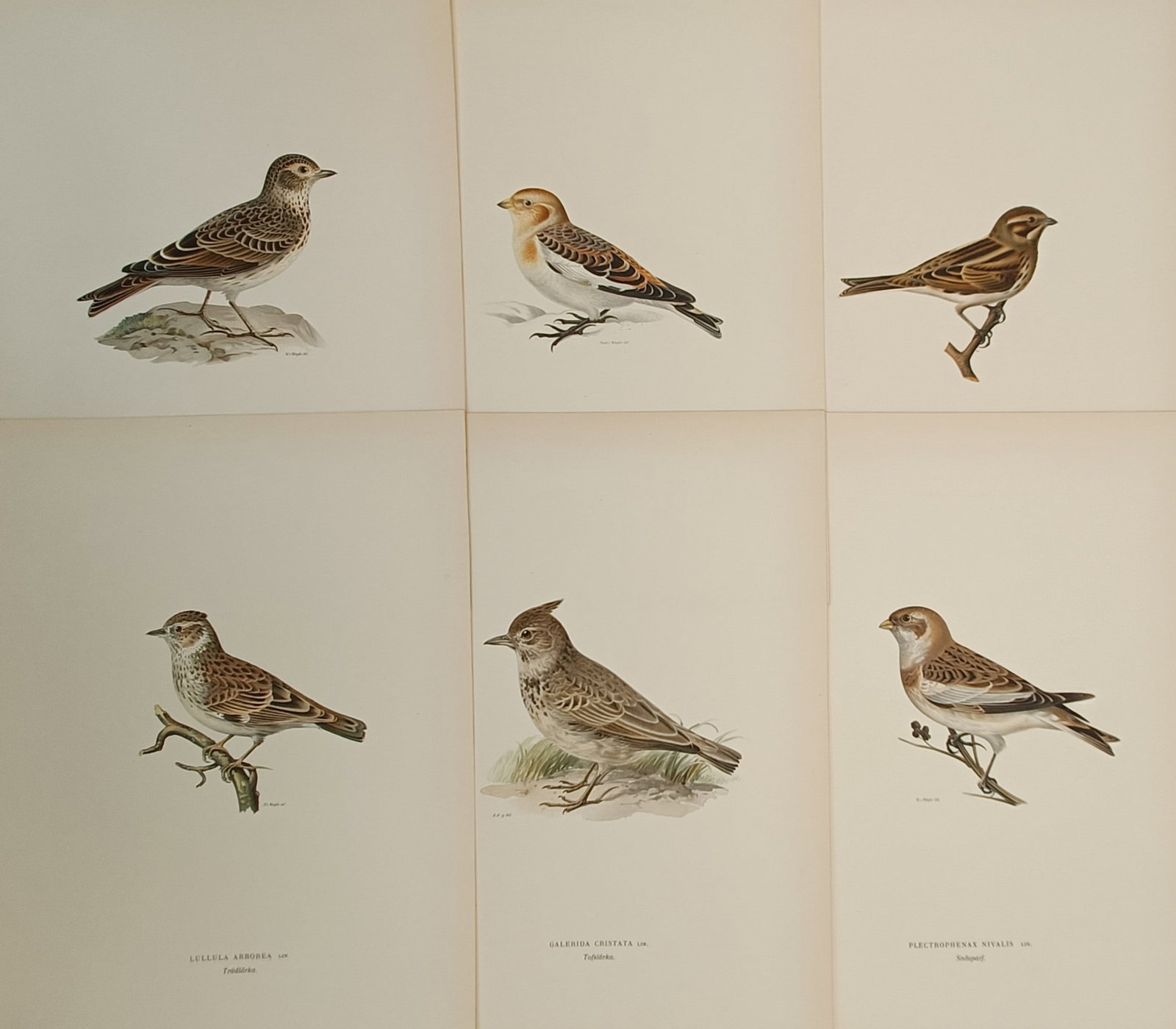 Magnus von Wright (1805–1867) – Set of 6: Studies of Larks and Buntings – Lithograph (1920s) (1 of 2)