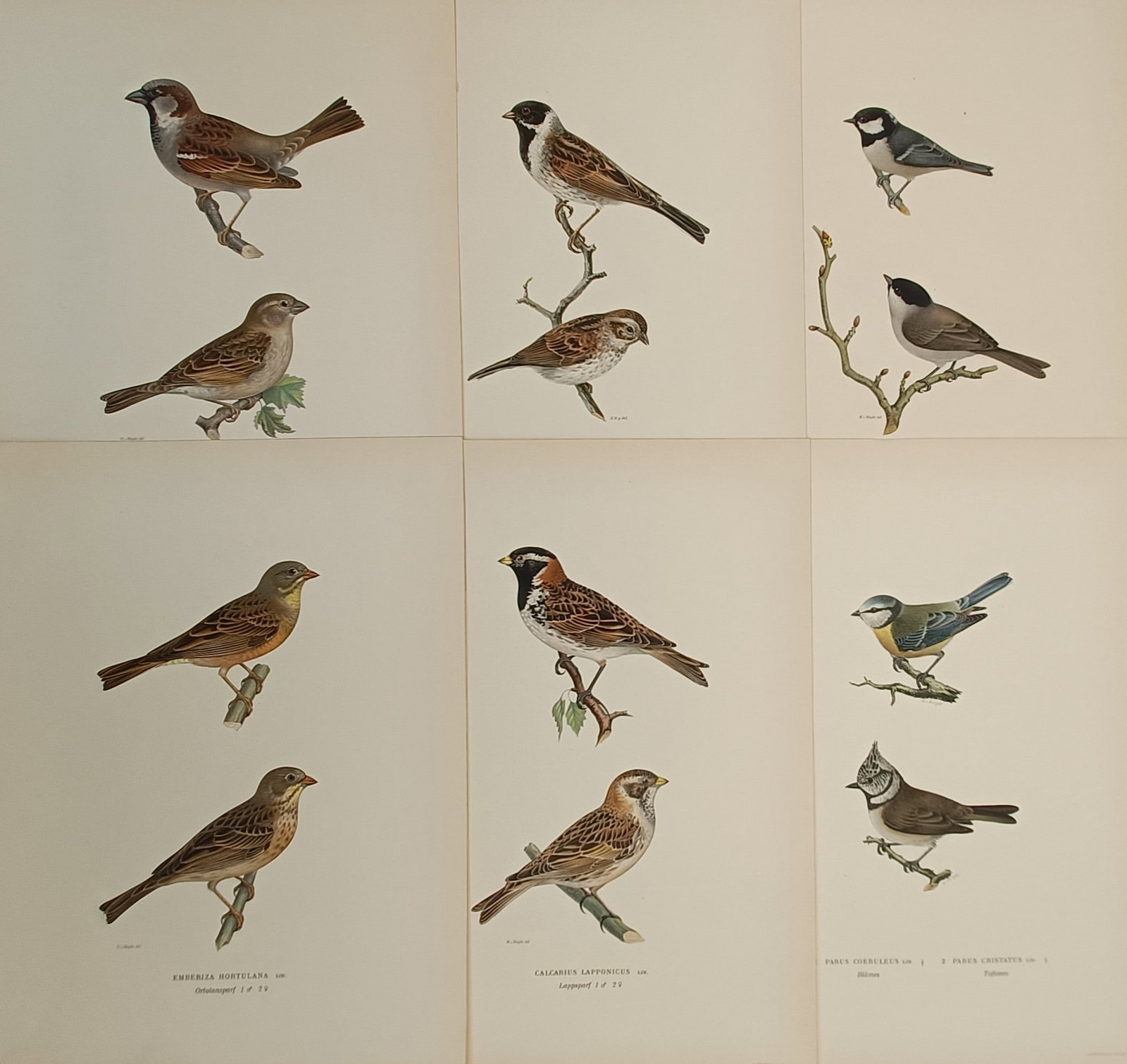 Magnus von Wright (1805–1867) – Set of 6: Studies of Sparrows, Buntings, and Tits – Lithograph (1 of 2)