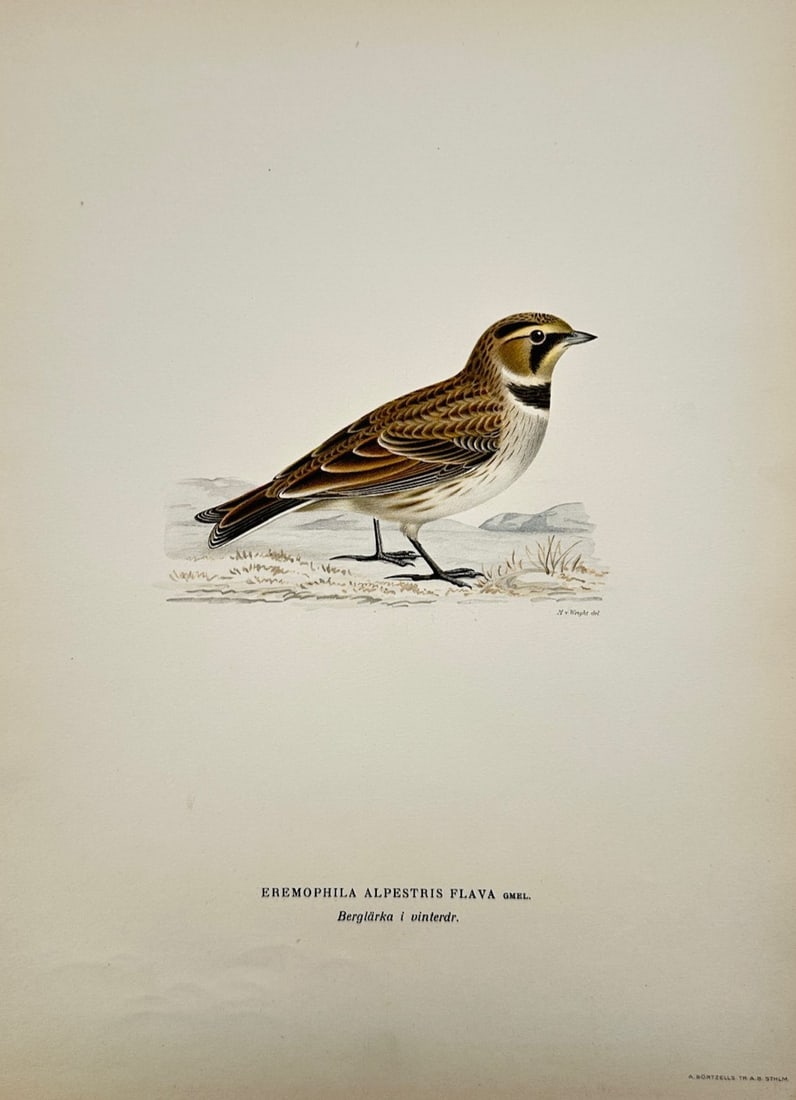 Magnus von Wright – Ornithological Study of the Horned Lark – Color lithograph (c. 1920s): "Svenska Fåglar" illustrates a detailed scientific and ornithological study documenting the horned lark, capturing a broad overview of avian taxonomy through an illustrative page that displays a sing