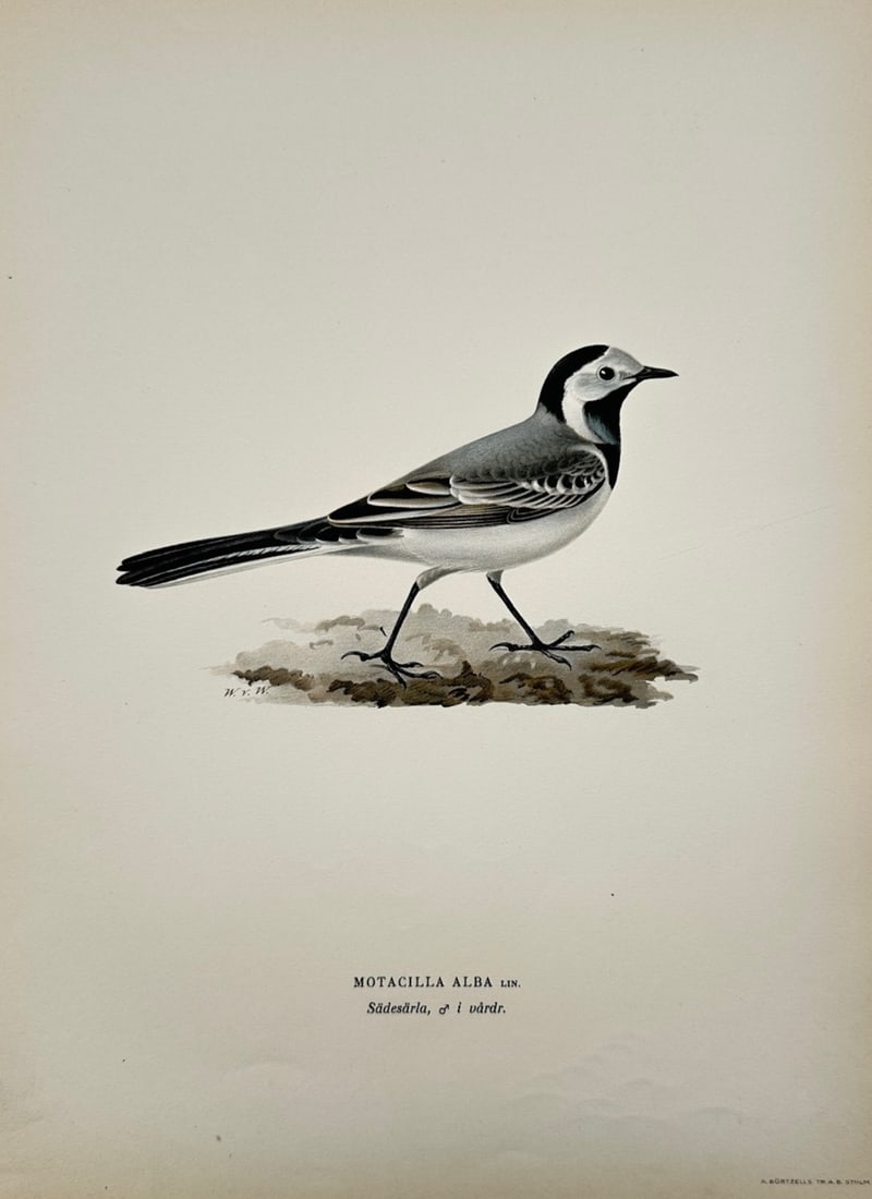 Wilhelm von Wright – Ornithological Study of the White Wagtail – Color lithograph (c. 1920s) (1 of 2)