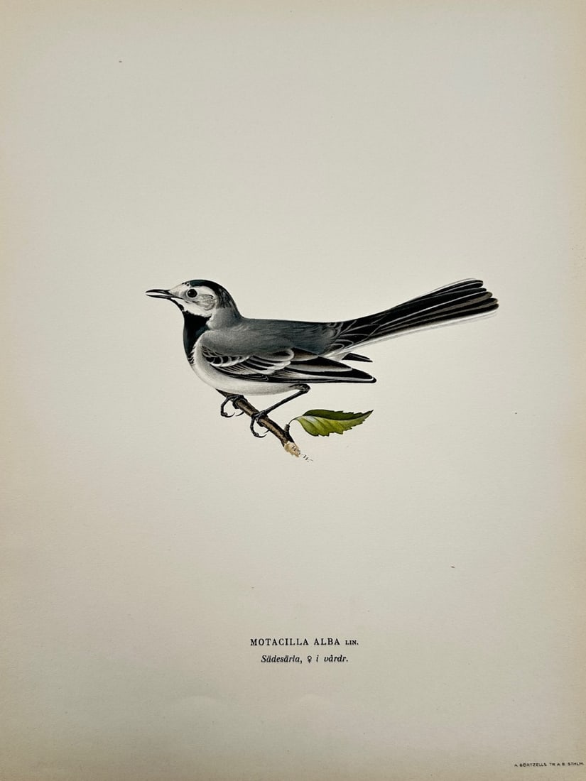 Wilhelm von Wright – Ornithological Study of the White Wagtail – Color lithograph (c. 1920s) (1 of 2)