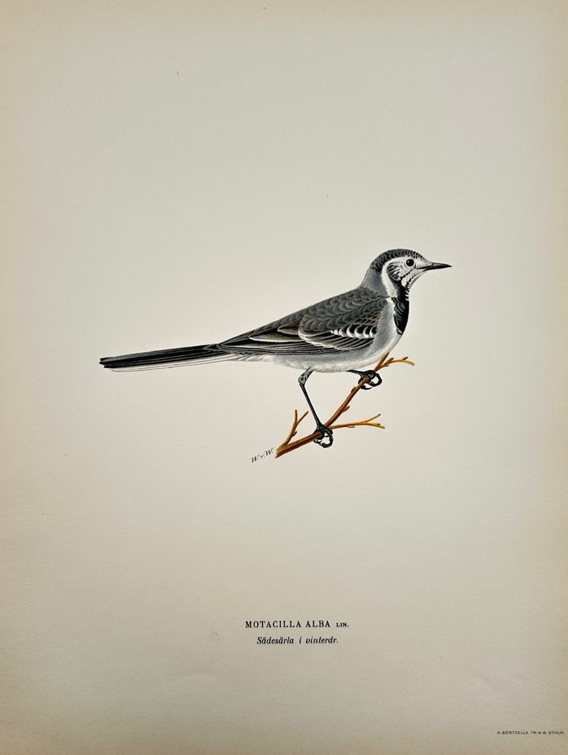 Wilhelm von Wright – Ornithological Study of the White Wagtail in Winter Plumage – Color (1 of 2)