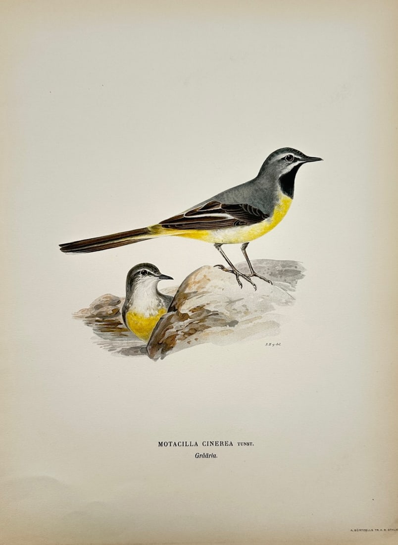 Magnus von Wright – Ornithological Study of Grey Wagtails – Color lithograph (c. 1920s): "Svenska Fåglar" illustrates a detailed scientific and ornithological study documenting the grey wagtail, capturing a broad overview of avian taxonomy through an illustrative page that displays two s