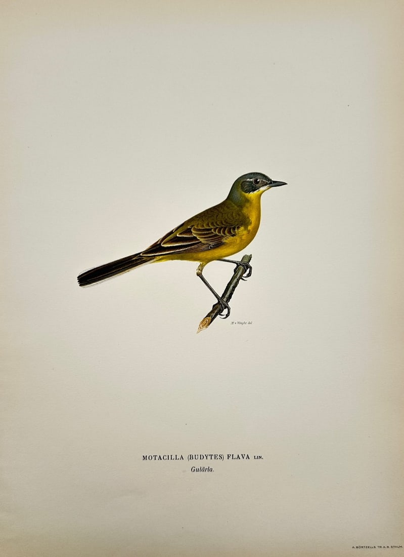 Magnus von Wright – Ornithological Study of the Yellow Wagtail – Color lithograph (c. 1920s): "Svenska Fåglar" illustrates a detailed scientific and ornithological study documenting the yellow wagtail, capturing a broad overview of avian taxonomy through an illustrative page that displays a s