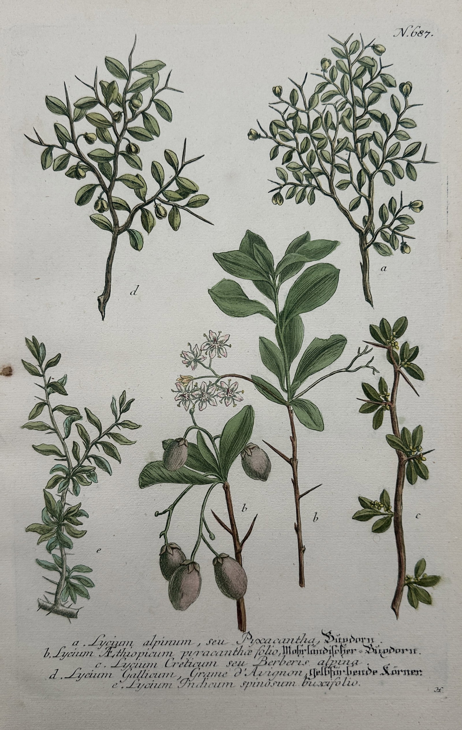 Johann Wilhelm Weinmann (1683–1741) – Botanical Study of Lycium and Thorny Shrub Species: "Lycium Alpinum, seu Pyracantha" illustrates several varieties of thorny botanical specimens, showcasing detailed branch structures, small green leaves, delicate white blossoms, and various configurat