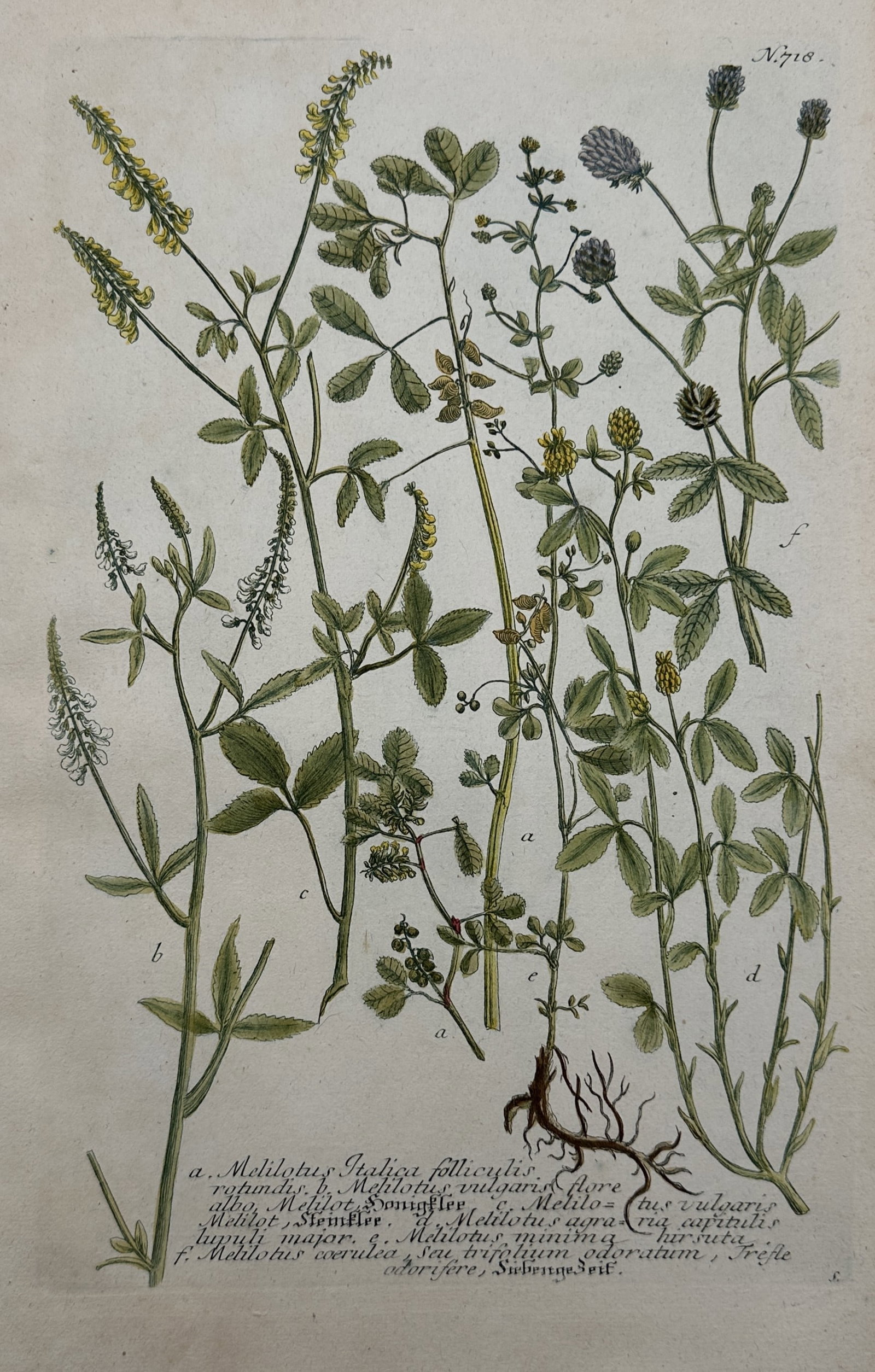 Johann Wilhelm Weinmann (1683–1741) – Botanical Study of Melilotus and Clover Species: "Melilotus Italica Folliculis Rotundis" illustrates several varieties of clover and sweet clover plants, displaying their intricate root systems, trifoliate leaves, and delicate spikes of yellow, whit