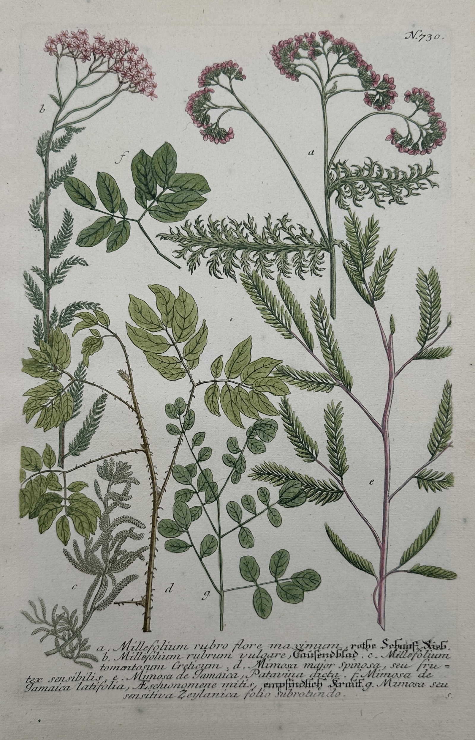 Johann Wilhelm Weinmann (1683–1741) – Botanical Study of Millefolium and Mimosa Species: "Millefolium Rubro Flore Maximum" depicts several varieties of flowering plants and ferns, showcasing clusters of pink and red blossoms alongside detailed pinnate leaf structures and thorny stems. Thi