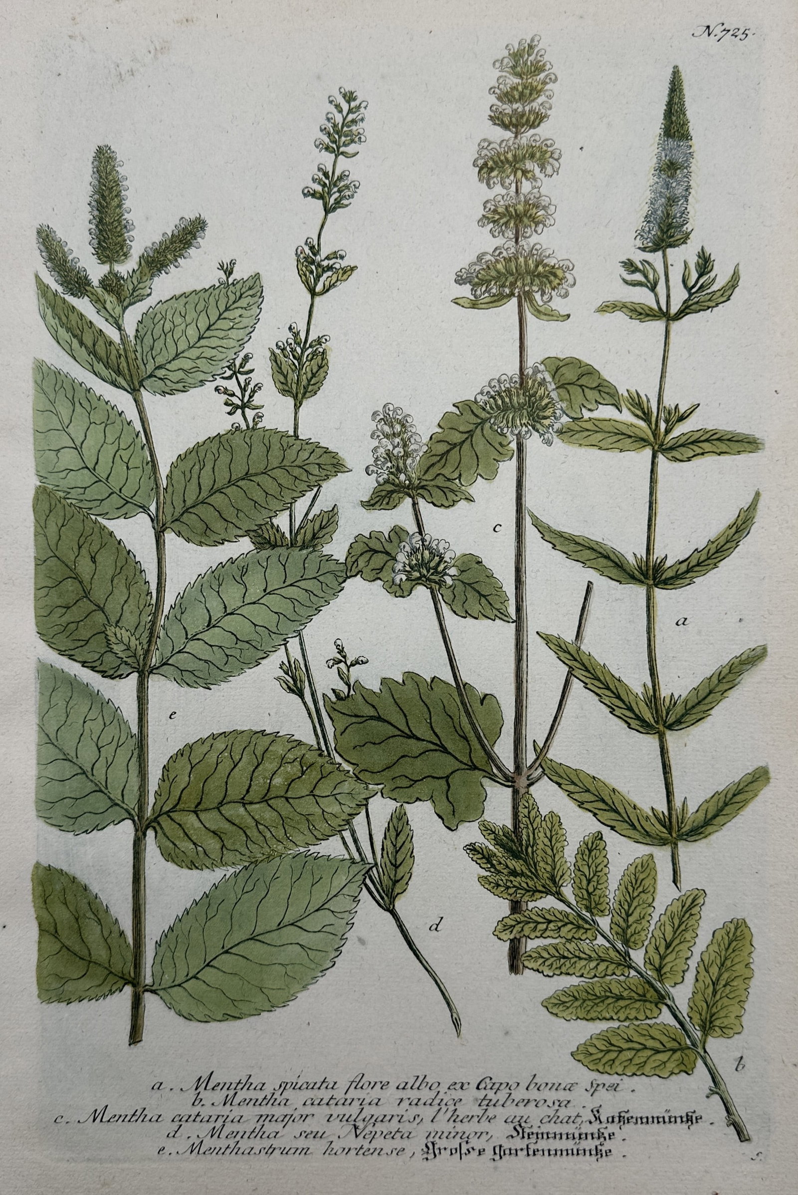 Johann Wilhelm Weinmann (1683–1741) – Botanical Study of Mentha and Cataria Species: "Mentha Spicata Flore Albo, ex Capo Bonae Spei" displays several varieties of mint and catmint plants, illustrating their textured, serrated green leaves and upright flowering stalks composed of delic