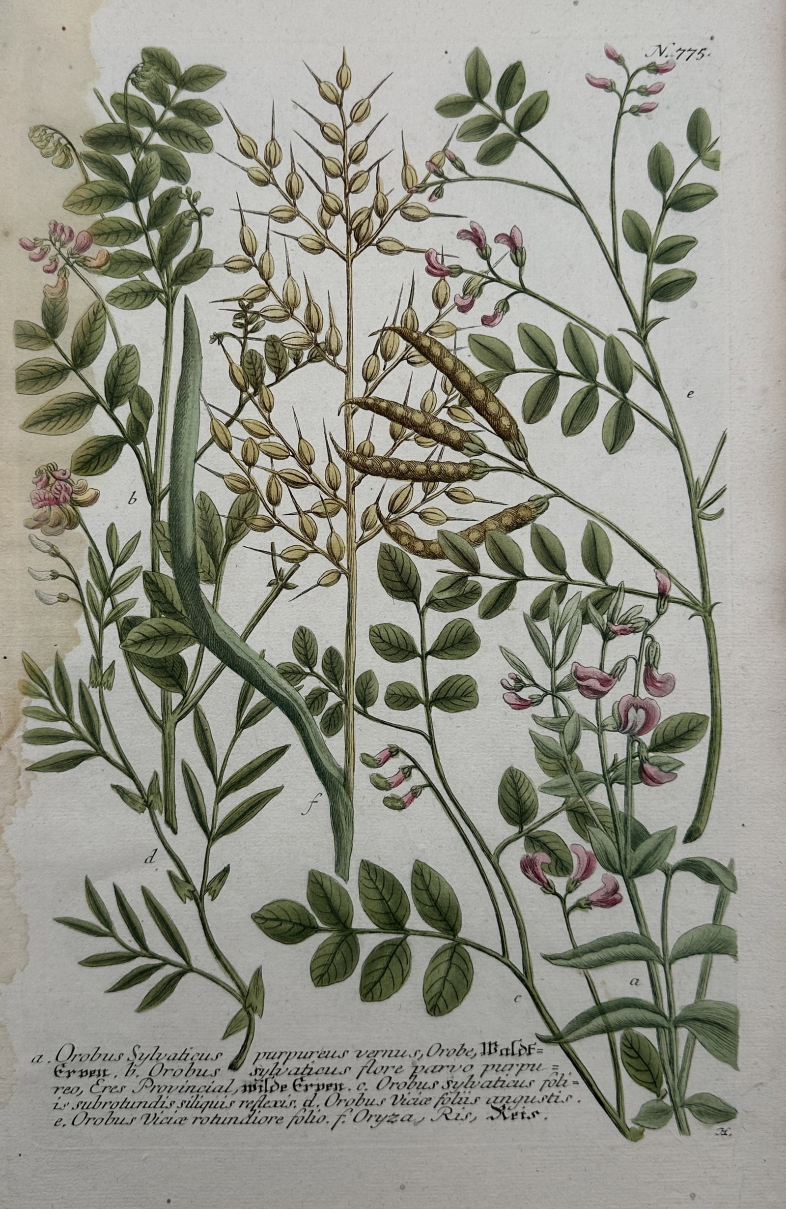 Johann Wilhelm Weinmann (1683–1741) – Botanical Study of Orobus and Oryza Species (1 of 2)