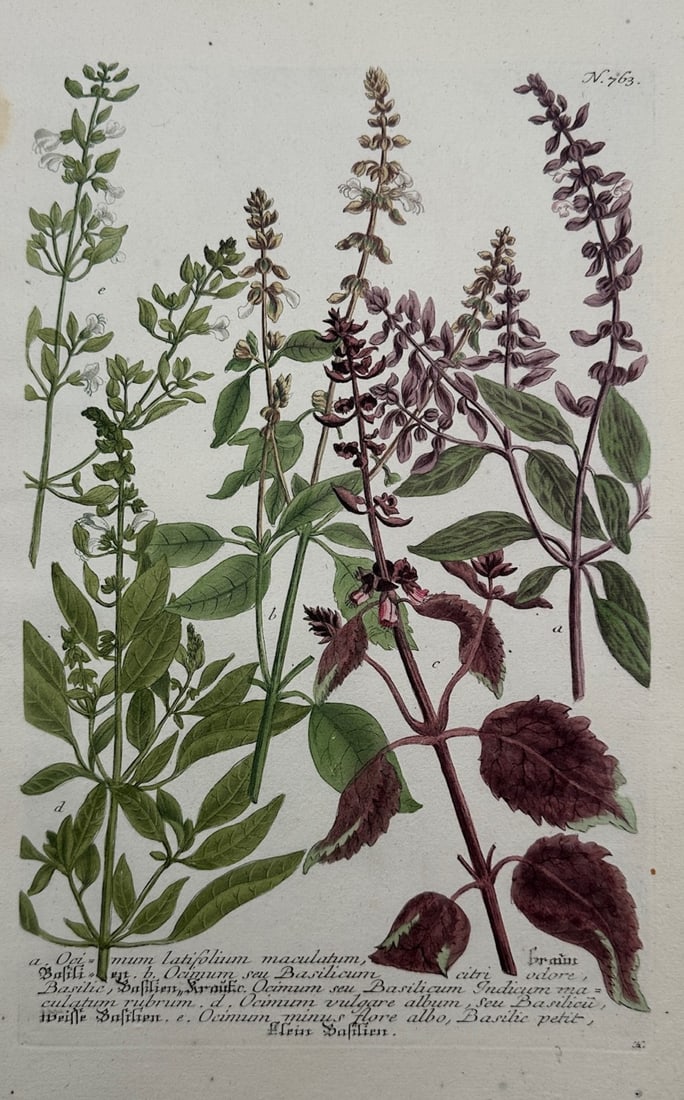 Johann Wilhelm Weinmann (1683–1741) – Botanical Study of Ocimum and Basil Species: "Ocimum Latifolium Maculatum" illustrates several varieties of basil plants, showing a range of green and deep purple serrated leaves along with tall, slender flowering spikes bearing delicate white a