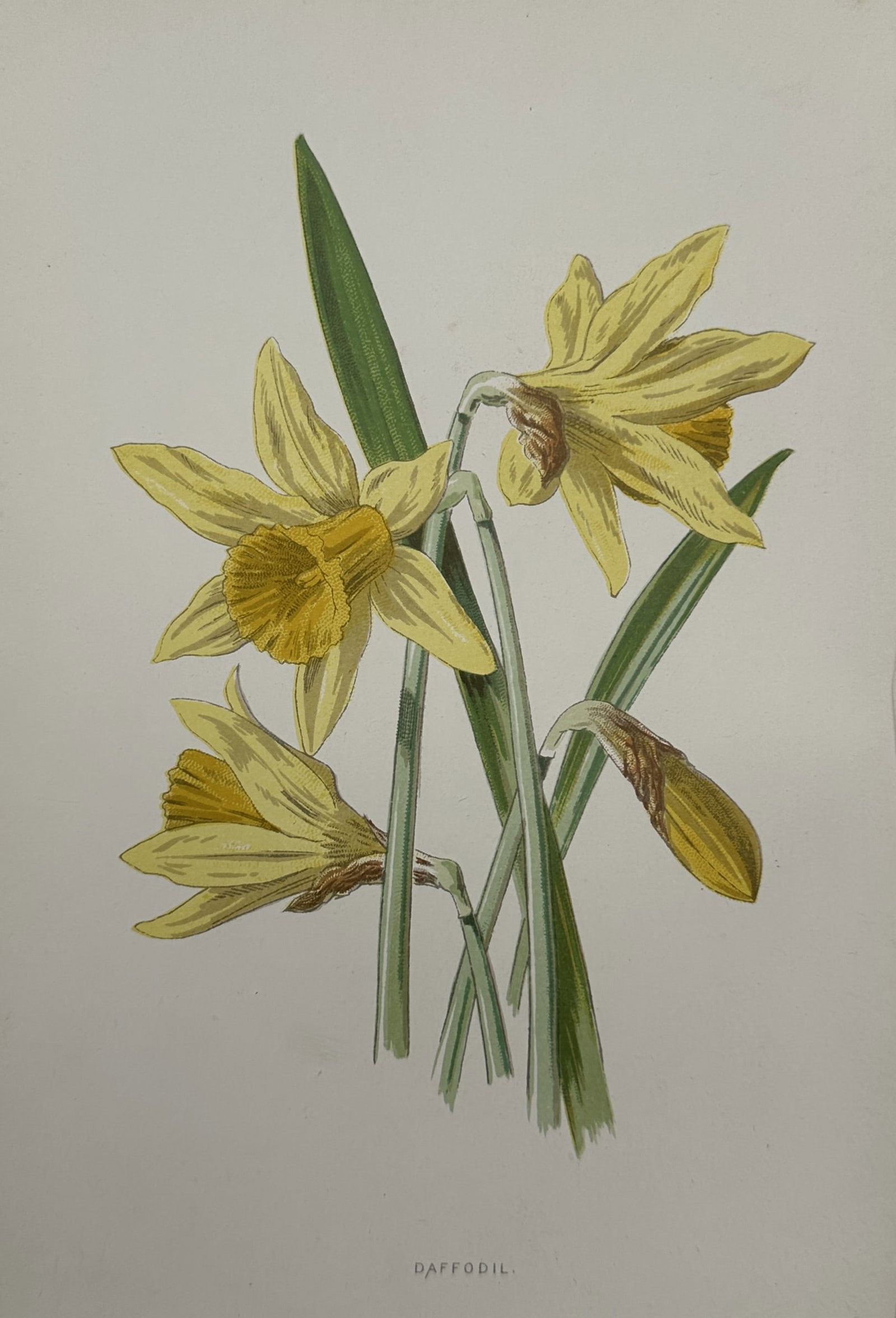 Frederick Edward Hulme (1841–1909) – Botanical Study of Daffodil – Chromolithograph: "Daffodil" illustrates a detailed botanical rendering of yellow daffodils, showing several open blossoms with distinct central crowns and spreading petals, alongside a closed flower bud and slender gr