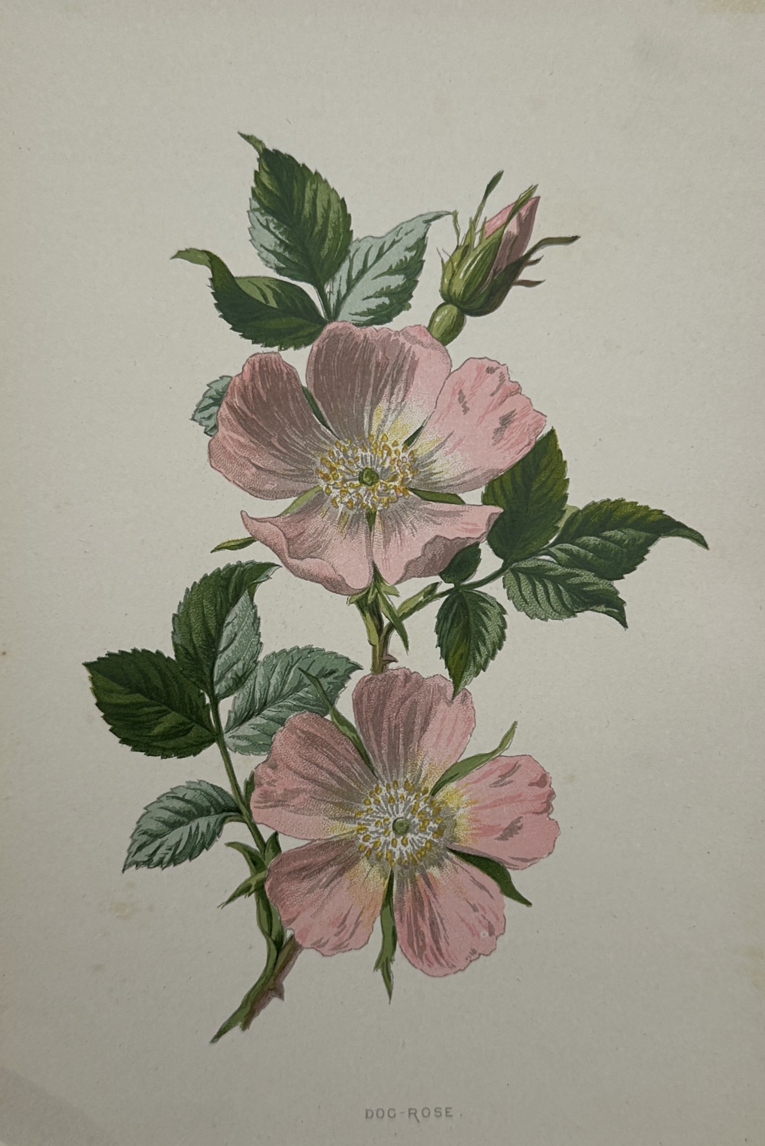Frederick Edward Hulme (1841–1909) – Botanical Study of Dog-Rose – Chromolithograph (c. 1880): "Dog-Rose" depicts a detailed botanical study of a dog rose branch, showing open pink blossoms with prominent central stamens, a developing flower bud, and compound green leaves with serrated margins.