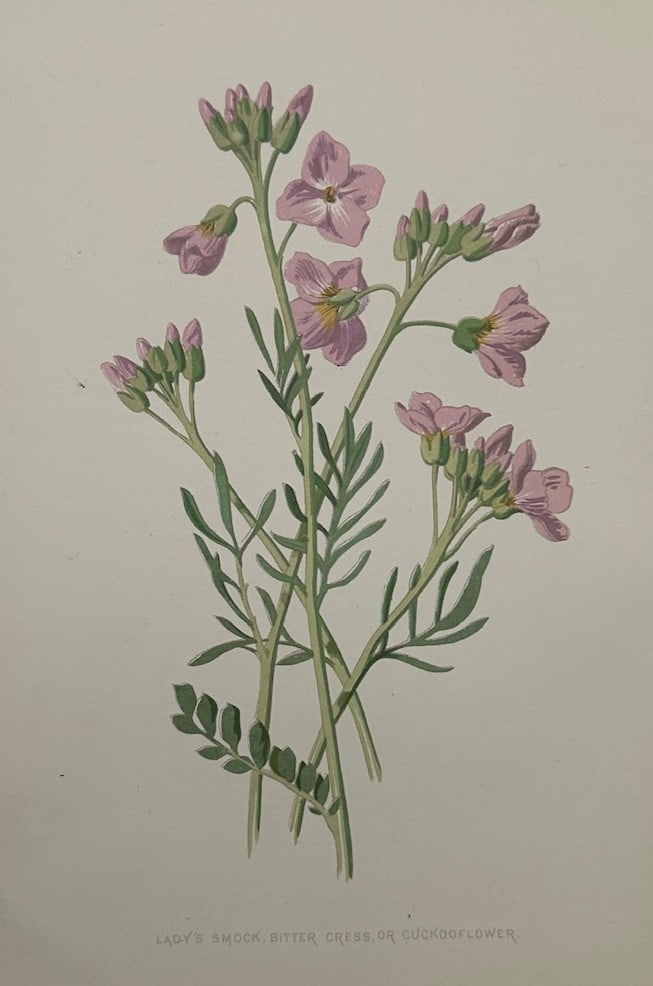 Frederick Edward Hulme (1841–1909) – Botanical Study of Ladys Smock – Chromolithograph: "Ladys Smock, Bitter Cress or Cuckooflower" depicts a detailed botanical representation of a cuckooflower plant, showcasing slender branching stems, finely divided green leaves, clustered buds, and de