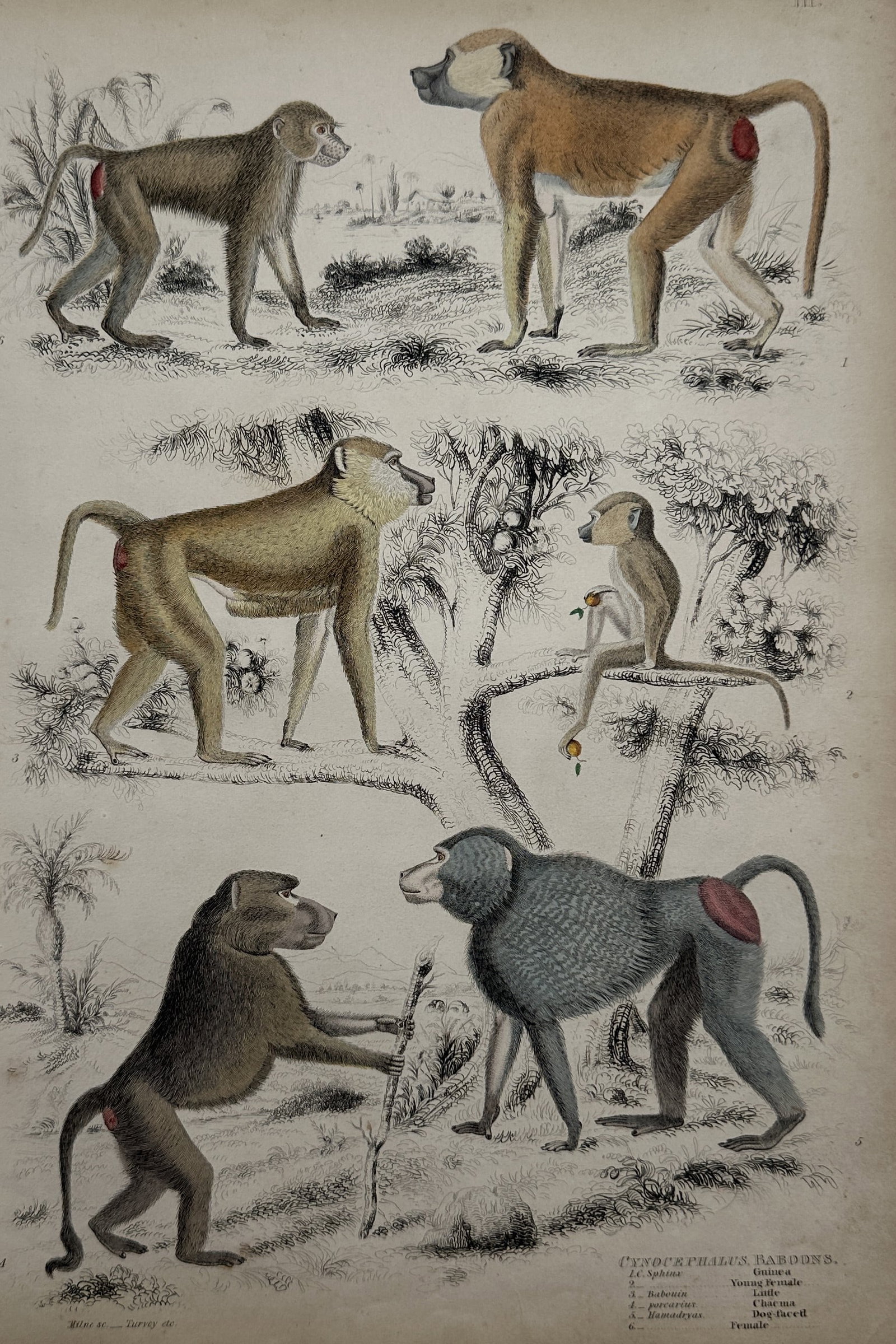 William MacGillivray (1796–1852) – Natural History Study of Cynocephalus Baboons (1 of 2)