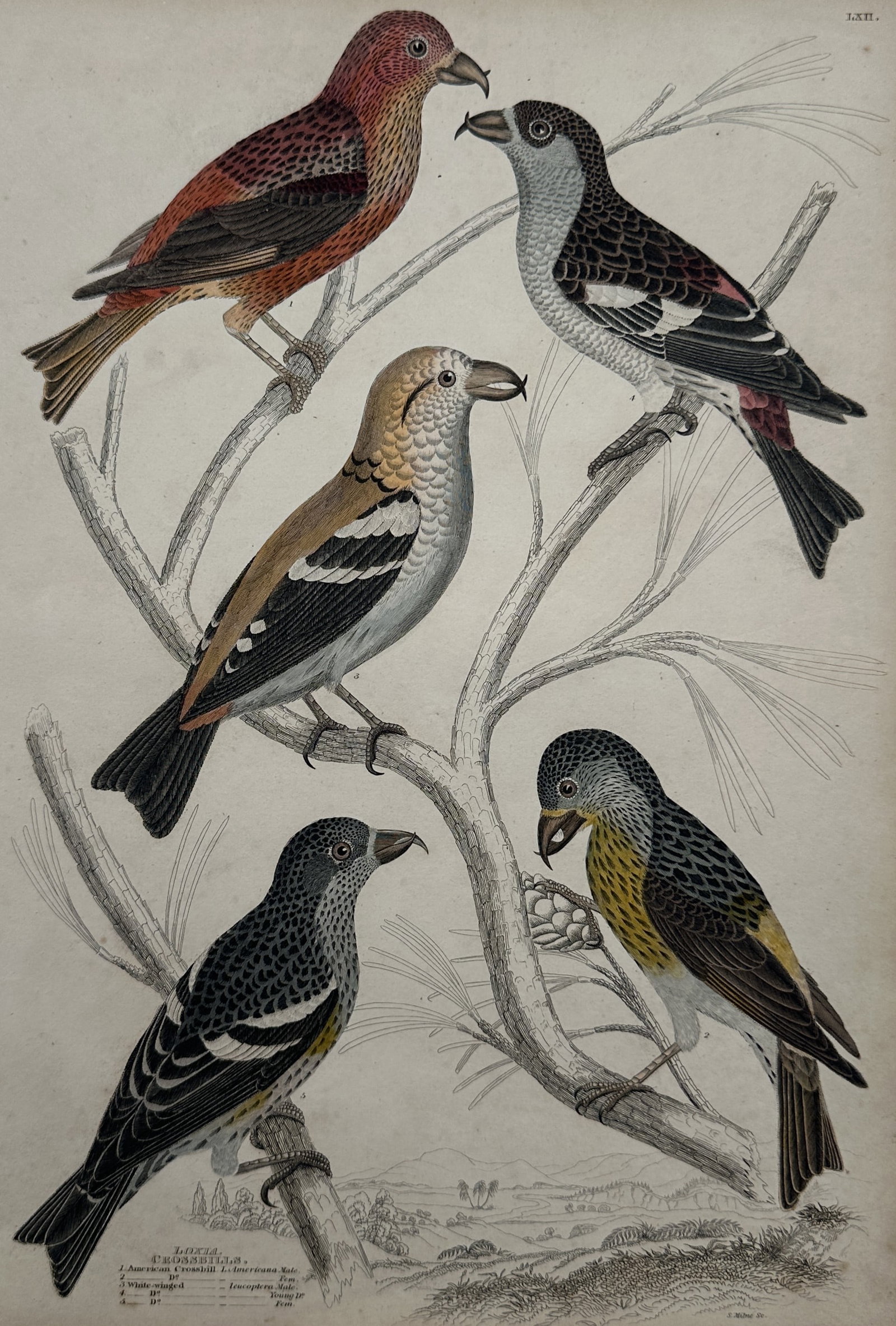 William MacGillivray (1796–1852) – Ornithological Study of Crossbill Species (1 of 2)