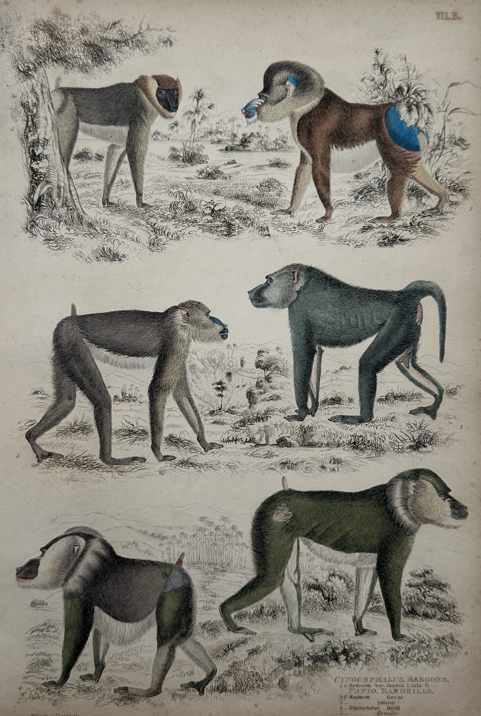 William MacGillivray (1796–1852) – Natural History Study of Mandrills and Drills (1 of 2)