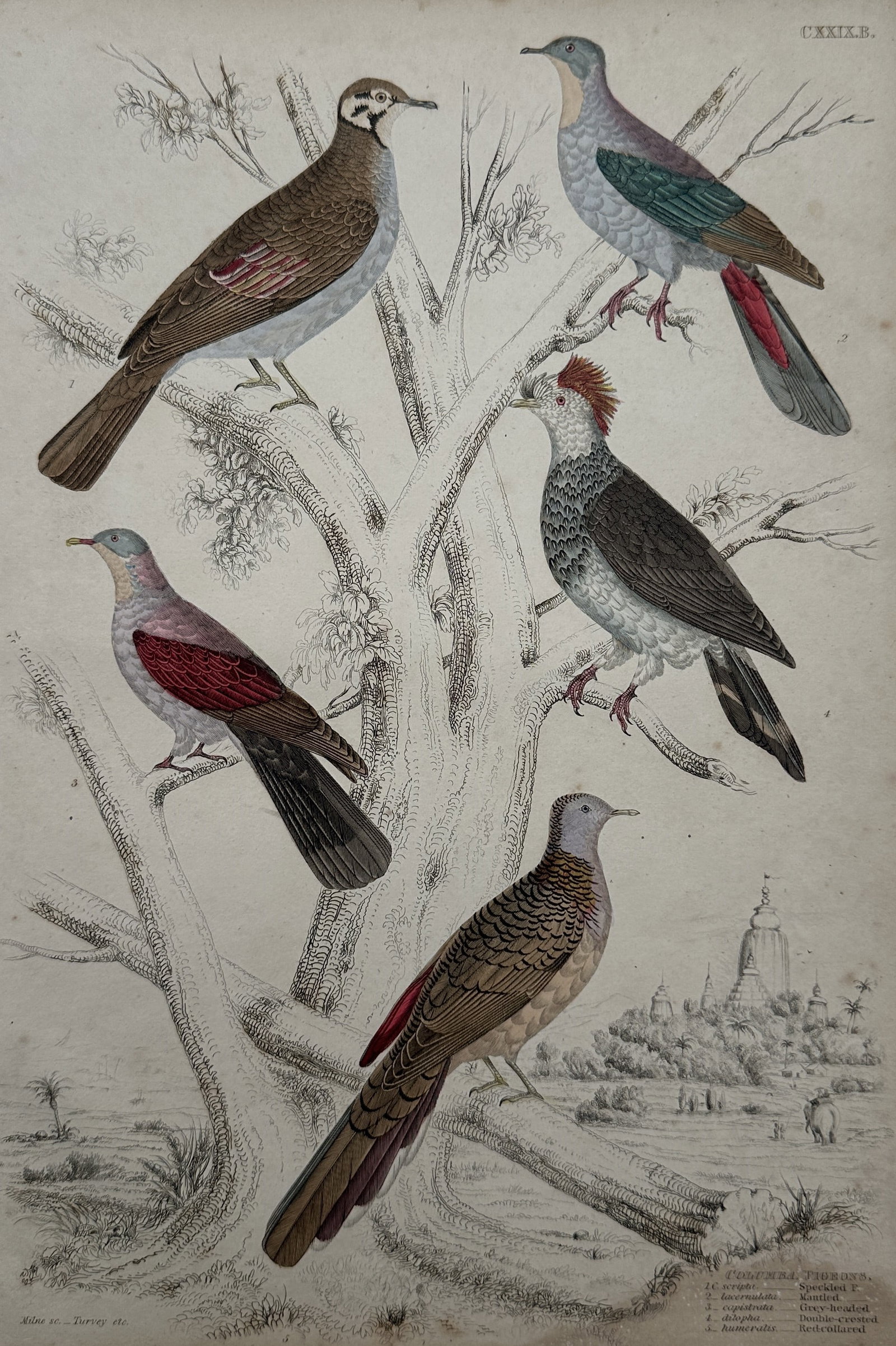 William MacGillivray (1796–1852) – Ornithological Study of Columbae Pigeons (1 of 2)