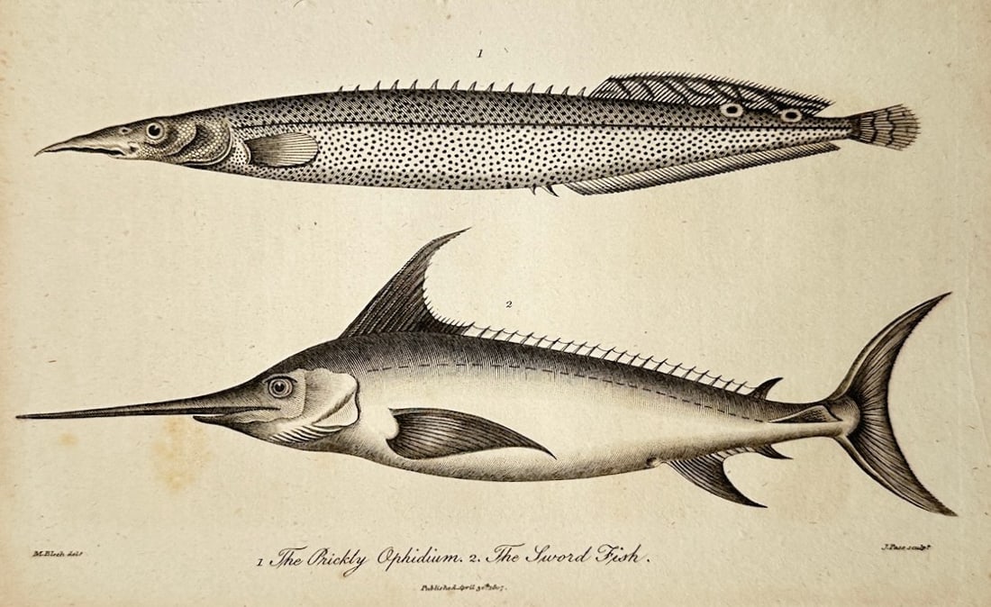 Marcus Elieser Bloch – Ichthyological Study of the Prickly Ophidium and the Sword Fish (1 of 2)