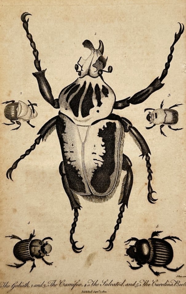 John Pass – Entomological Study of the Goliath and Other Beetle Species – Copper engraving (1 of 2)