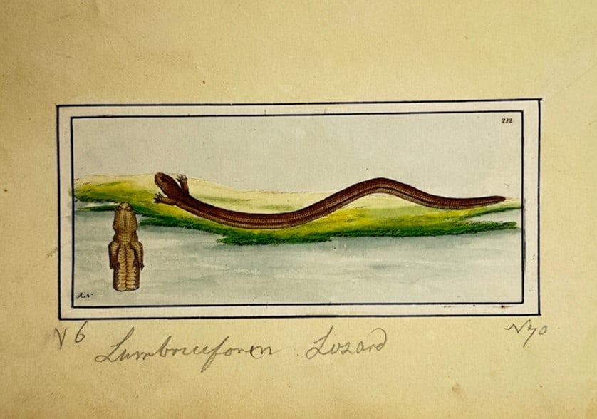 Richard P. Nodder – Herpetological Study of the Lumbriciform Lizard – Hand-coloured engraving (1 of 2)