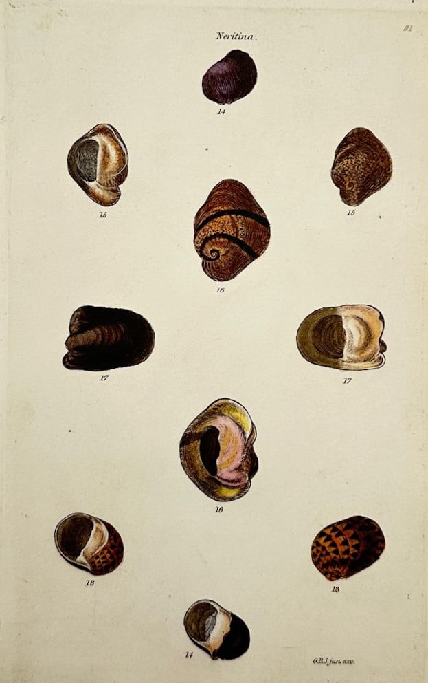 George Brettingham Sowerby I – Conchological Study of Neritina Shell Species (1 of 2)