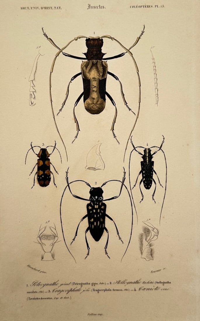 Charles d'Orbigny (1806–1876) – Entomological Study of Longhorn Beetle Species (1 of 2)