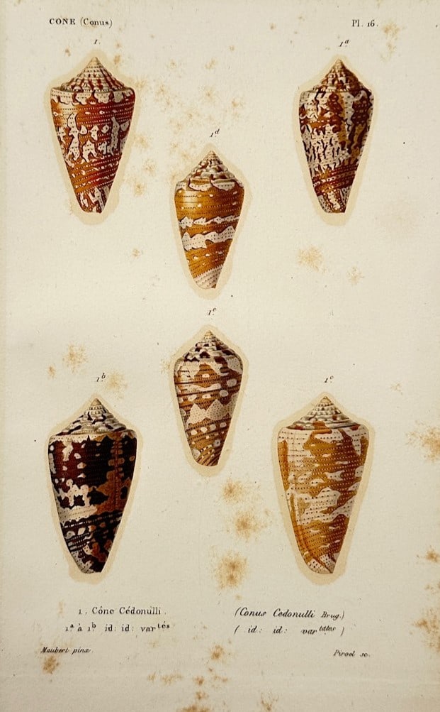 Charles d'Orbigny (1806–1876) – Conchological Study of Cone Shell Species (1 of 2)