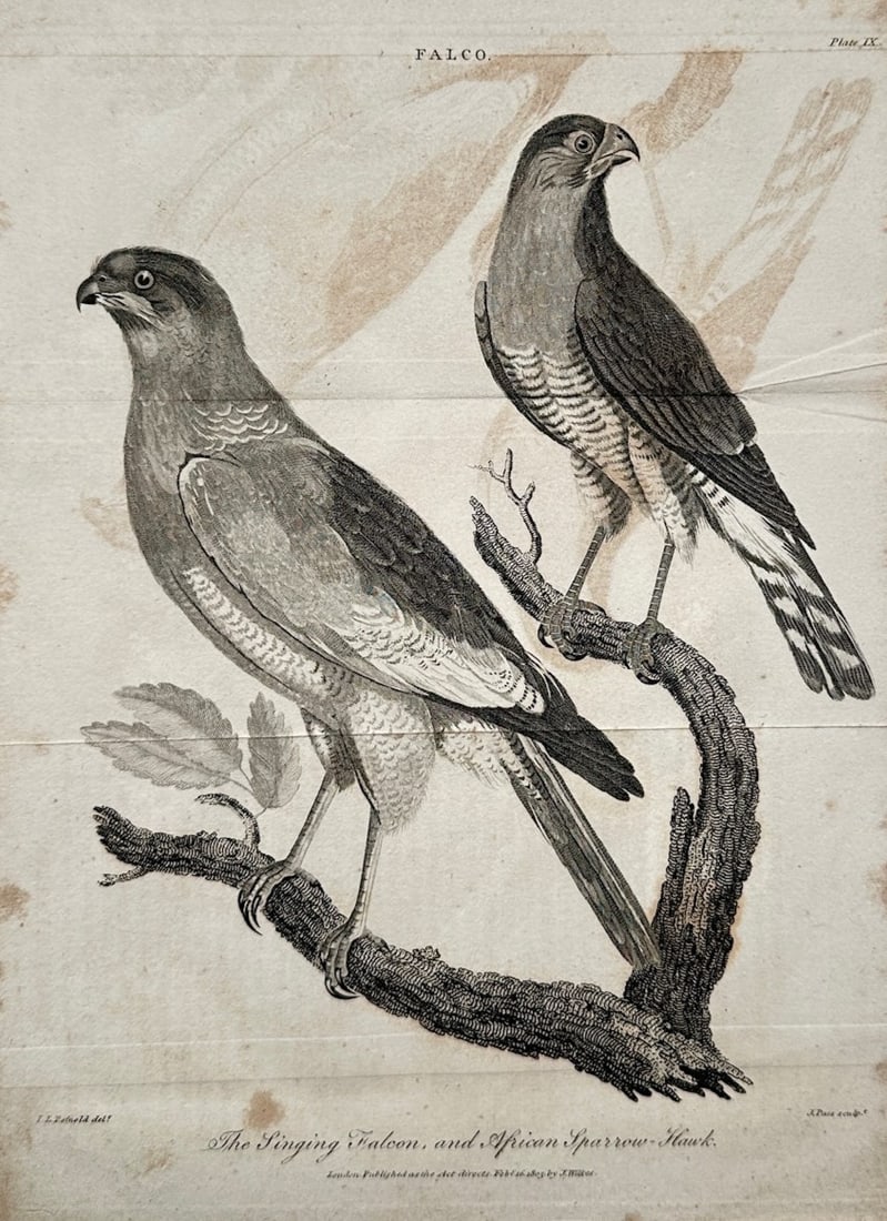 John Pass – Ornithological Study of the Singing Falcon and African Sparrow-Hawk (1 of 2)