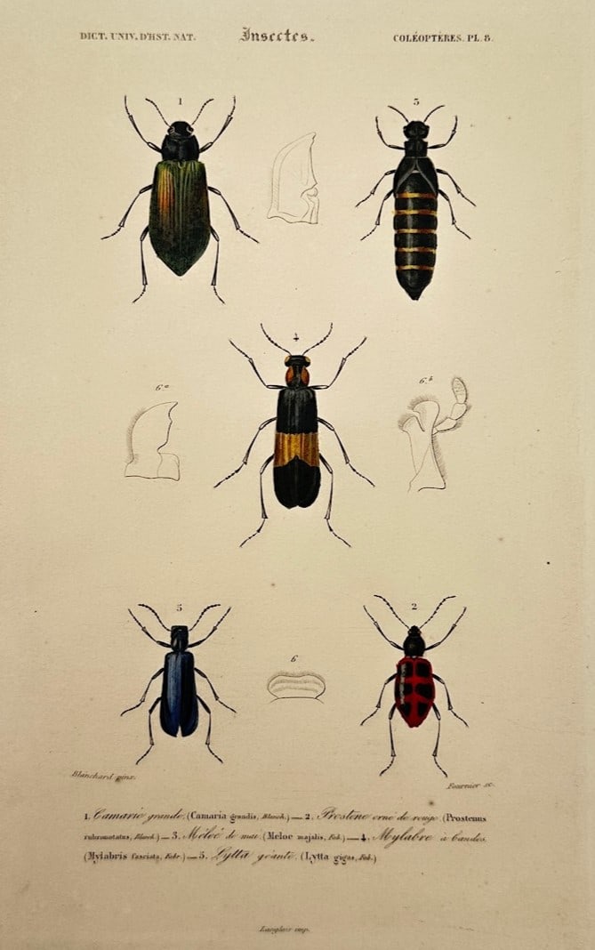 Charles d'Orbigny – Entomological Study of Blister Beetles and Other Coleopterous Species (1 of 2)