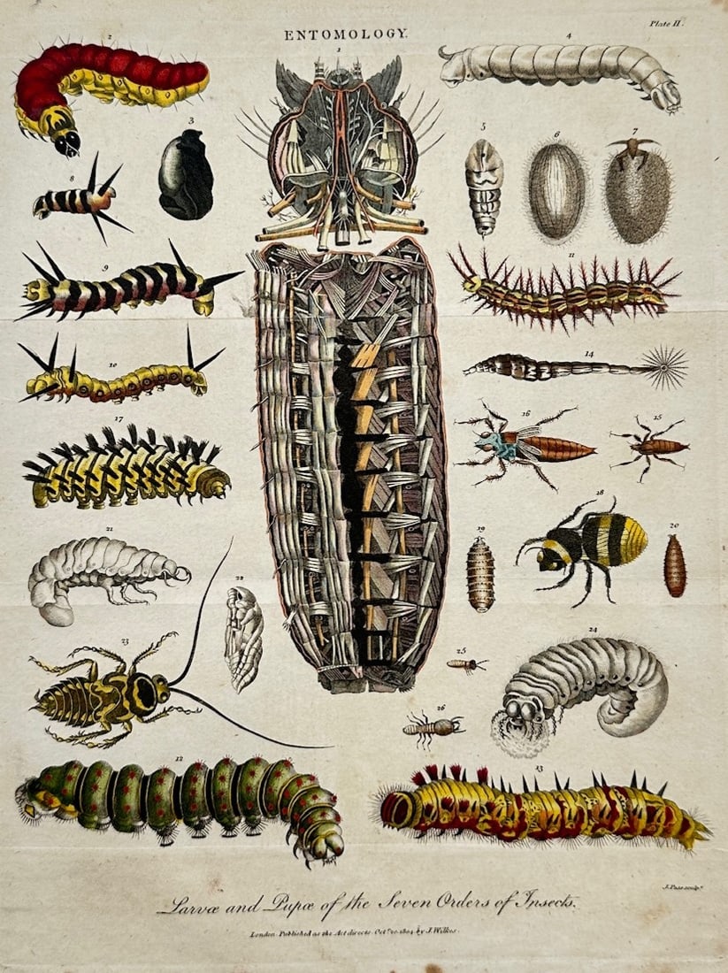 John Pass – Entomological Study of the Larvae and Pupae of Seven Insect Orders (1 of 2)