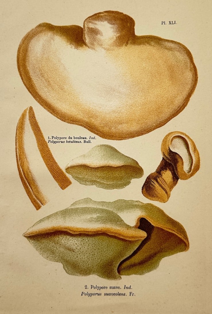 Jules Rothschild – Mycological Study of Polypore Fungi Species – Hand-coloured engraving (1876) (1 of 2)