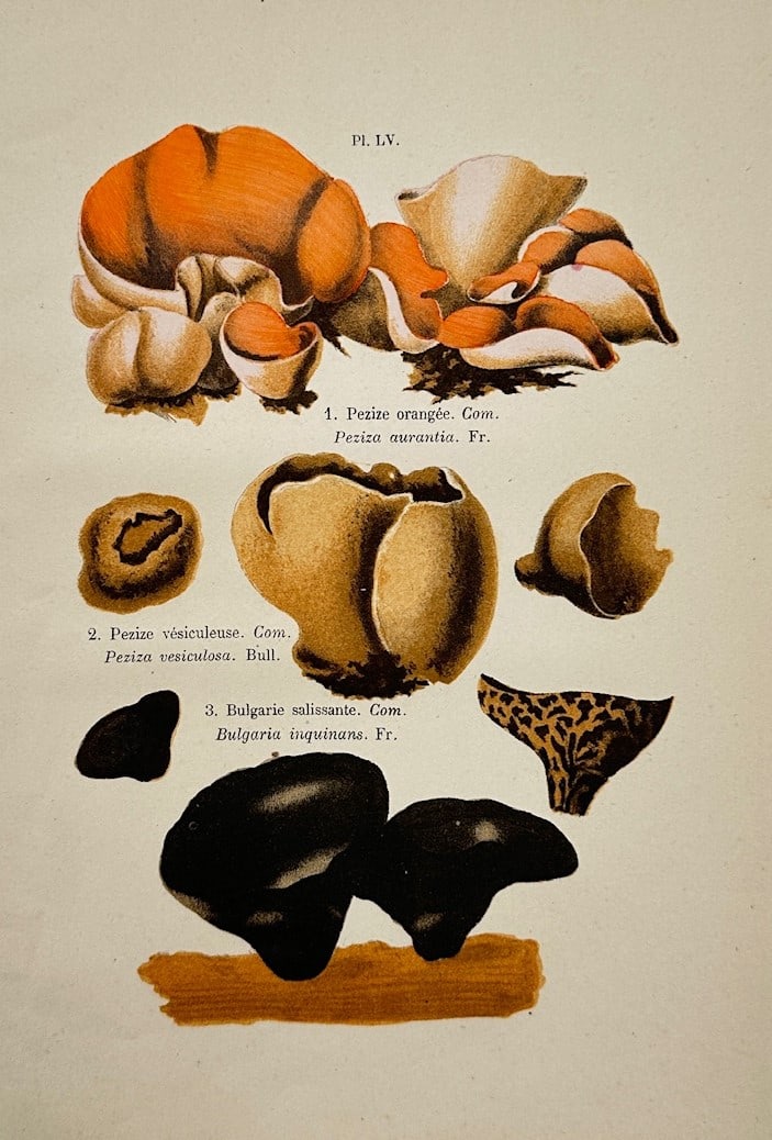 Jules Rothschild – Mycological Study of Cup Fungi Species – Hand-coloured engraving (1876) (1 of 2)
