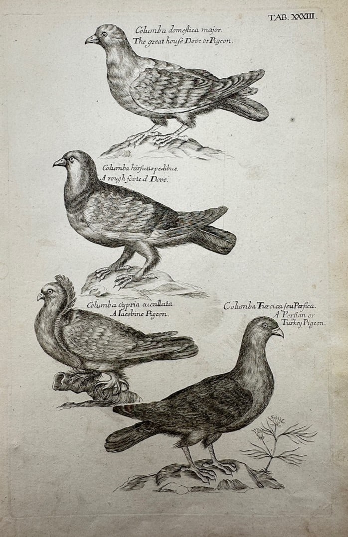 Francis Willughby (1635–1672) – Ornithological Study of Domestic Dove and Pigeon Species (1 of 2)