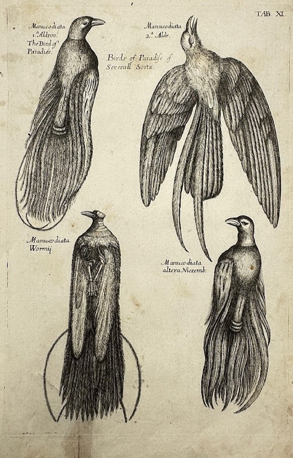 Francis Willughby (1635–1672) – Ornithological Study of Birds of Paradise – Copper engraving (1 of 2)