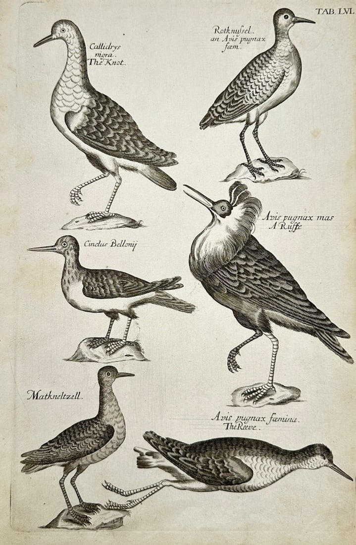 Francis Willughby (1635–1672) – Ornithological Study of the Ruff, Reeve, Knot, and Other Wading: "Callidrys Mera, The Knot" illustrates a detailed seventeenth-century scientific study featuring six representations of diverse wading birds and shorebirds standing or resting on stylized rock mounds,
