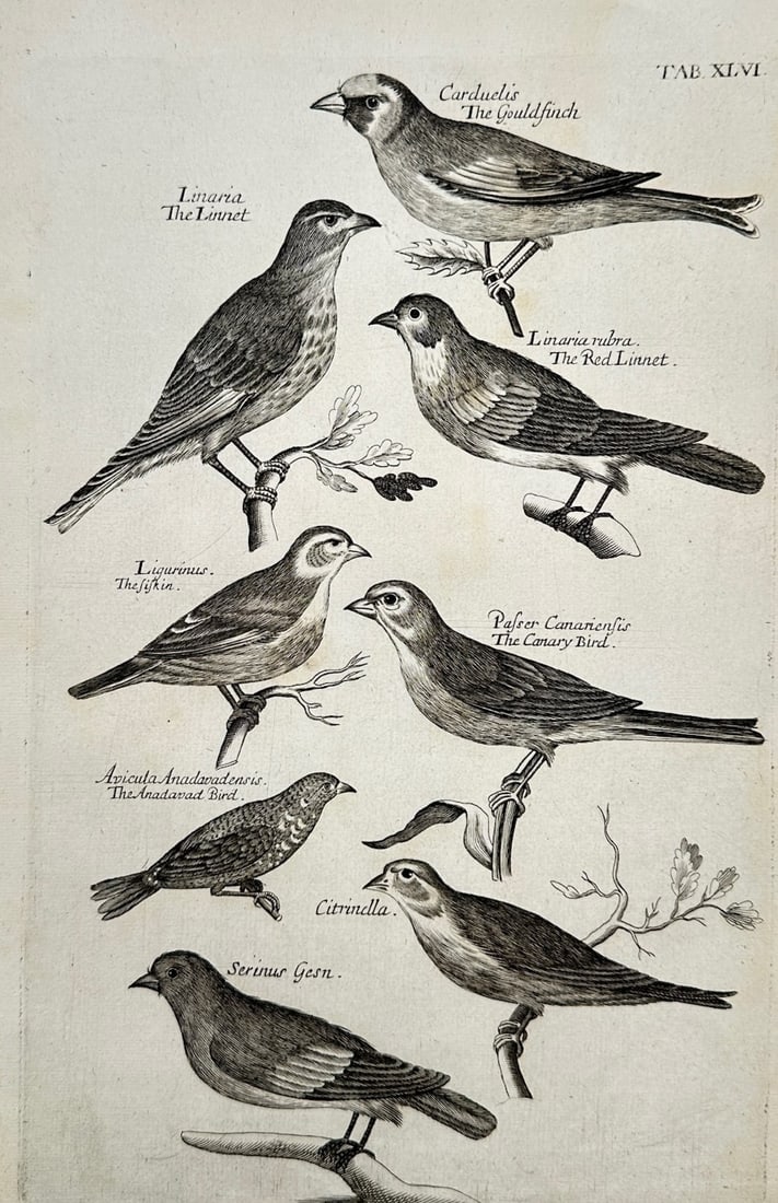 Francis Willughby (1635–1672) – Ornithological Study of Finches, Linnets, and the Canary Bird (1 of 2)