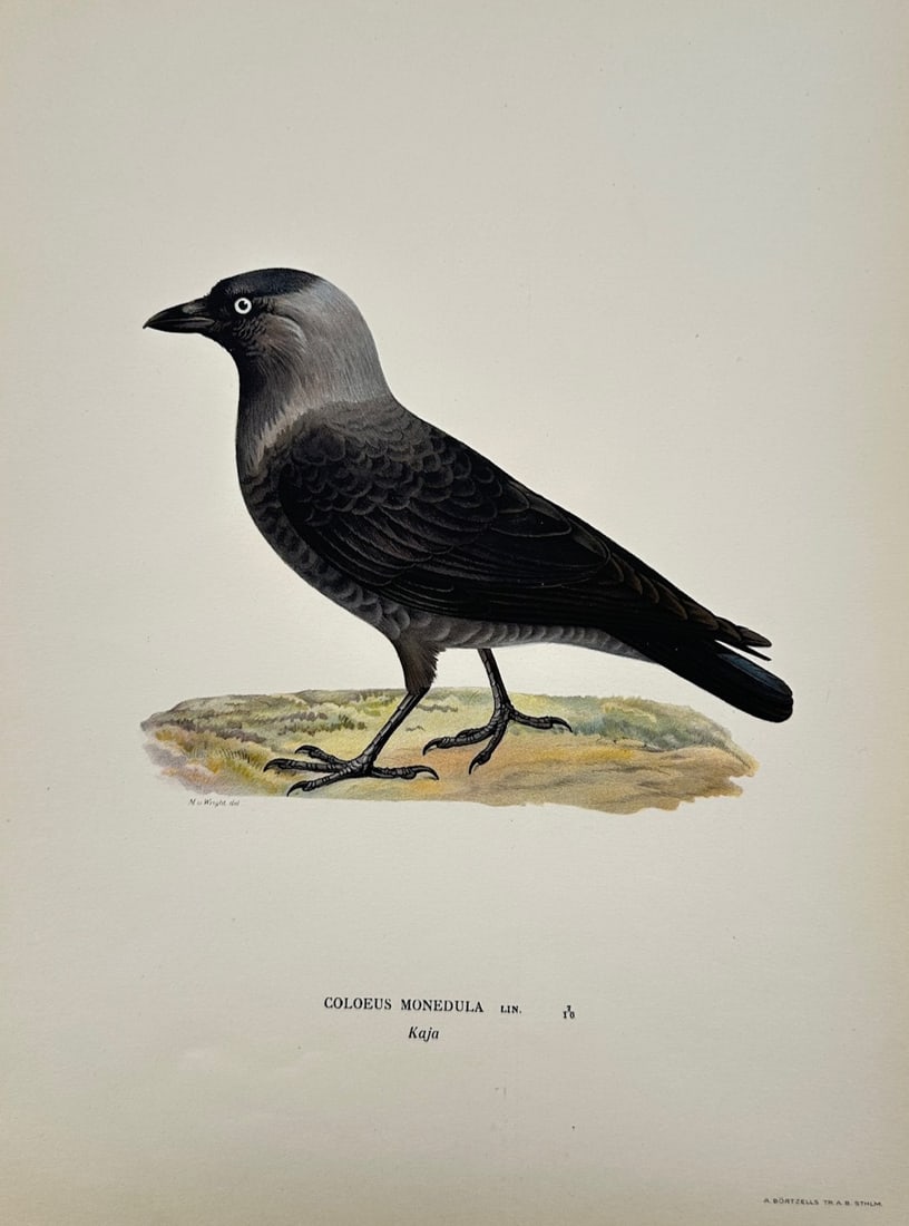 Magnus von Wright – Ornithological Study of the Western Jackdaw – Color lithograph (c. (1 of 2)