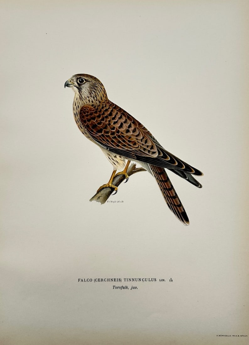 Magnus von Wright – Ornithological Study of a Juvenile Common Kestrel – Color lithograph (1 of 2)