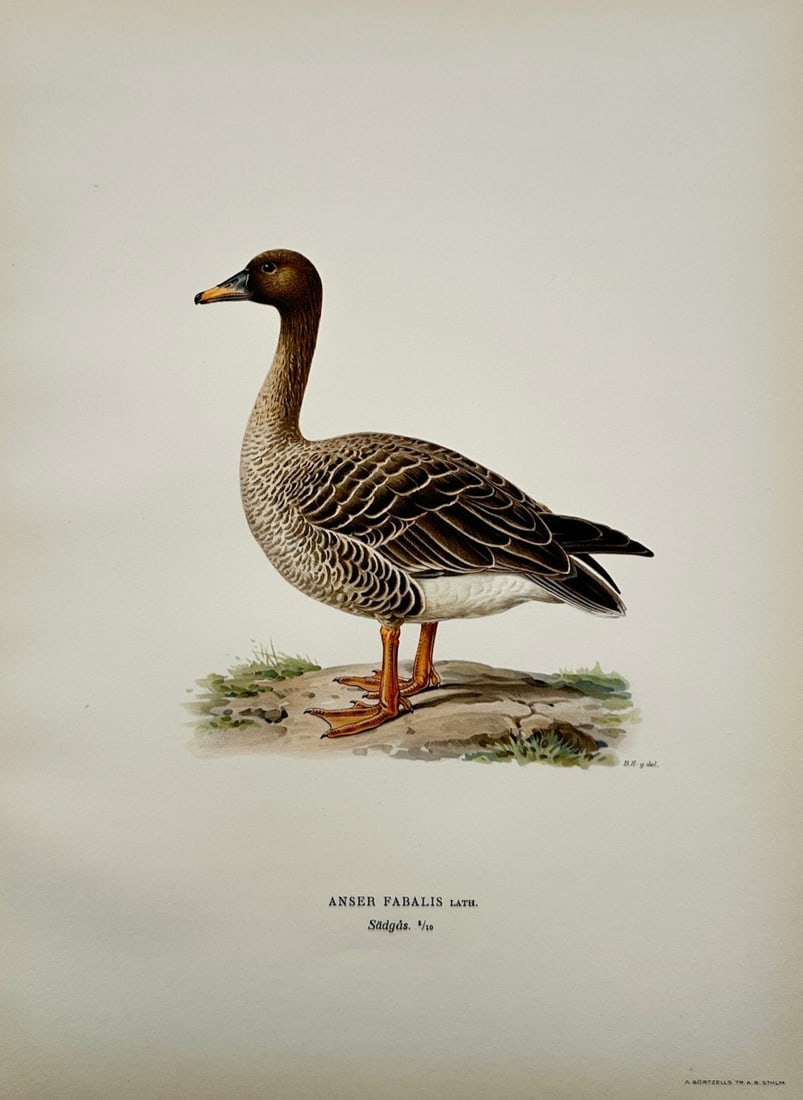 Magnus von Wright – Ornithological Study of the Bean Goose – Color lithograph (c. 1927–1929): "Anser Fabalis" features a detailed ornithological study of a bean goose standing in profile on a rocky ground patch with small tufts of grass, capturing its dark brown head and neck, characteristic o