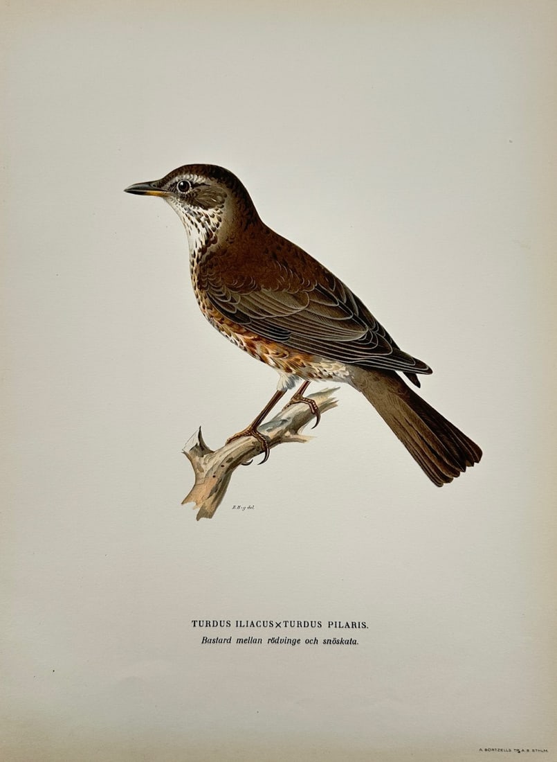 Magnus von Wright – Ornithological Study of a Redwing and Fieldfare Thrush Hybrid: "Turdus Iliacus x Turdus Pilaris" features a detailed ornithological study of a hybrid thrush perched in profile upon a small, bare wooden branch fragment, capturing its mixed plumage characteristics 