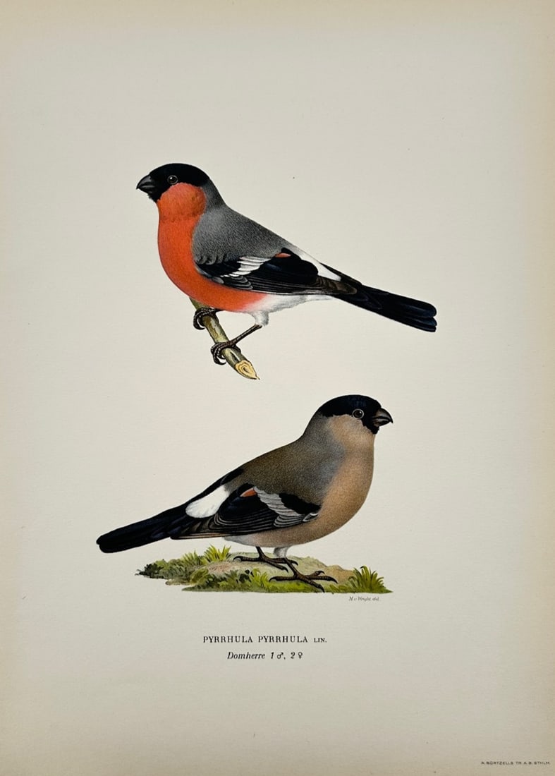 Magnus von Wright – Ornithological Study of Male and Female Eurasian Bullfinches (1 of 2)