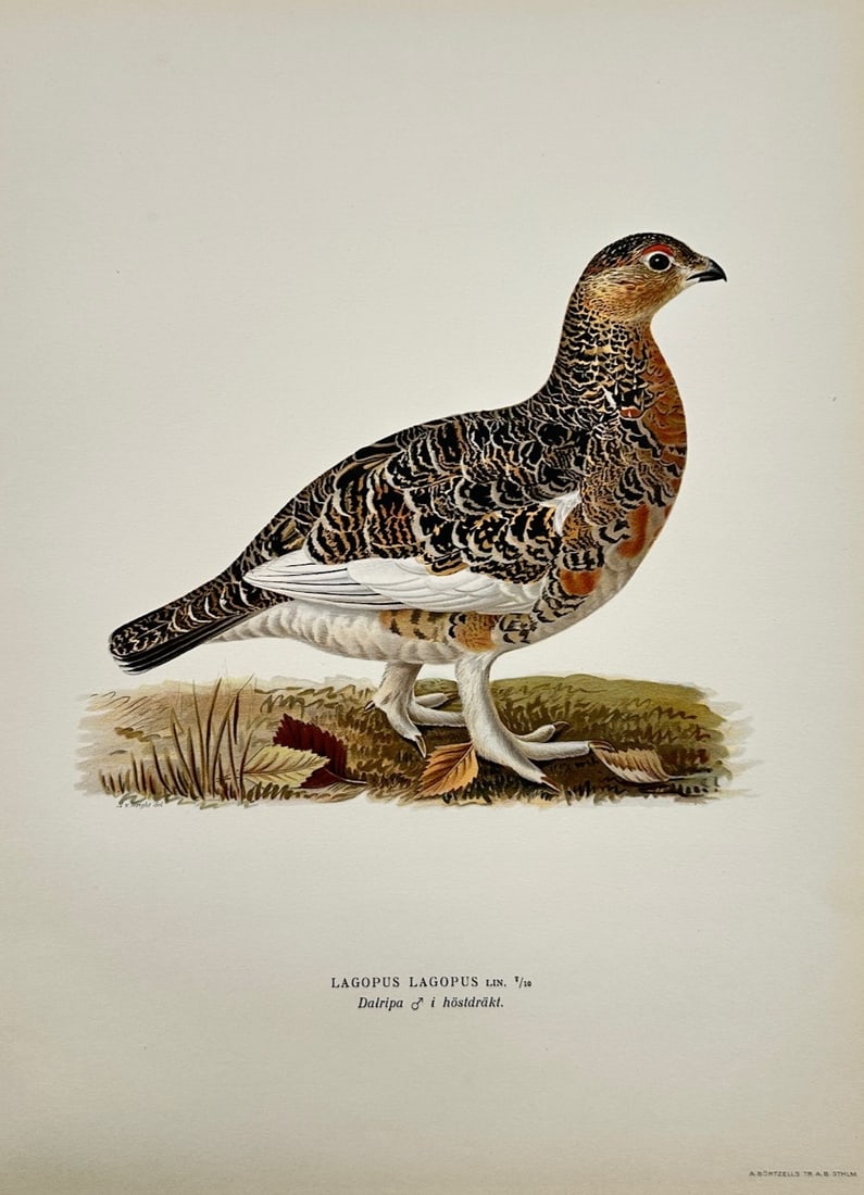 Ferdinand von Wright – Ornithological Study of a Male Willow Ptarmigan in Autumn Plumage (1 of 2)
