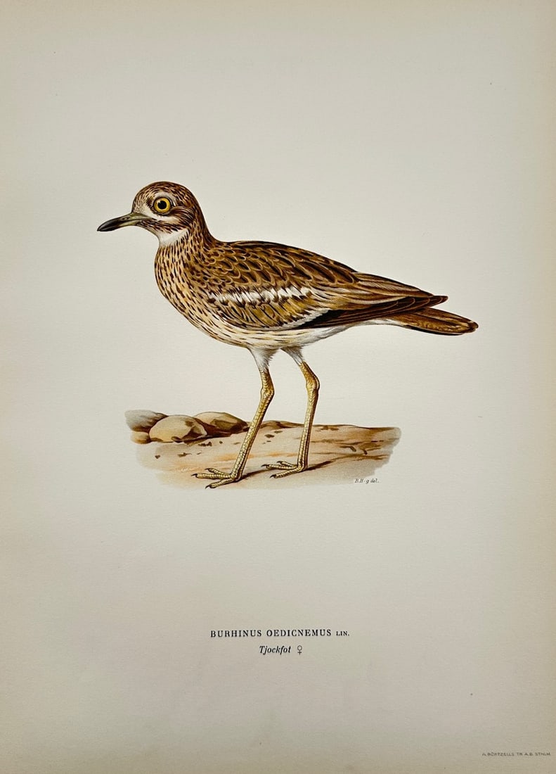 Magnus von Wright – Ornithological Study of a Female Eurasian Stone-curlew – Color lithograph (1 of 2)