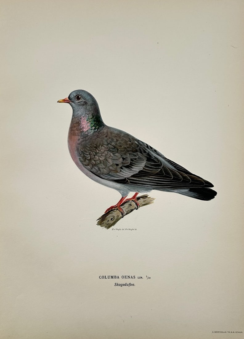 Magnus von Wright – Ornithological Study of a Stock Dove – Color lithograph (c. 1927–1929) (1 of 2)
