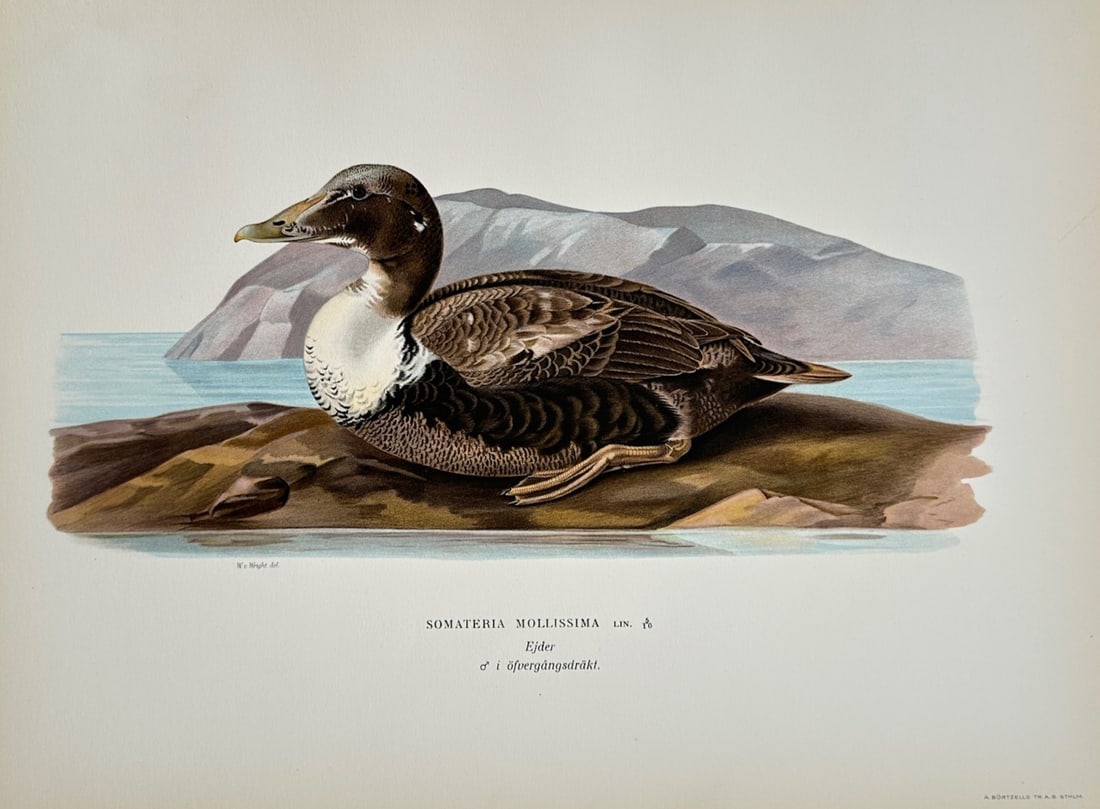 Wilhelm von Wright (1810–1887) – Ornithological Study of a Male Common Eider in Eclipse Plumage (1 of 2)