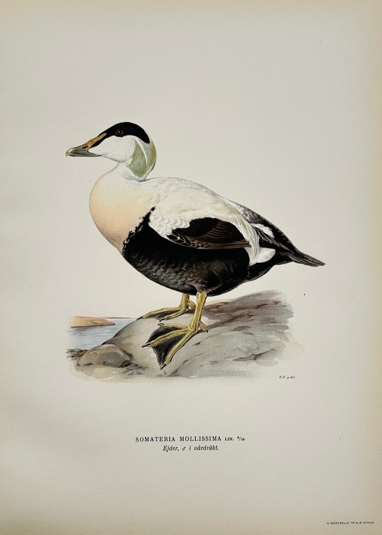 Magnus von Wright – Ornithological Study of a Male Common Eider in Breeding Plumage (1 of 2)