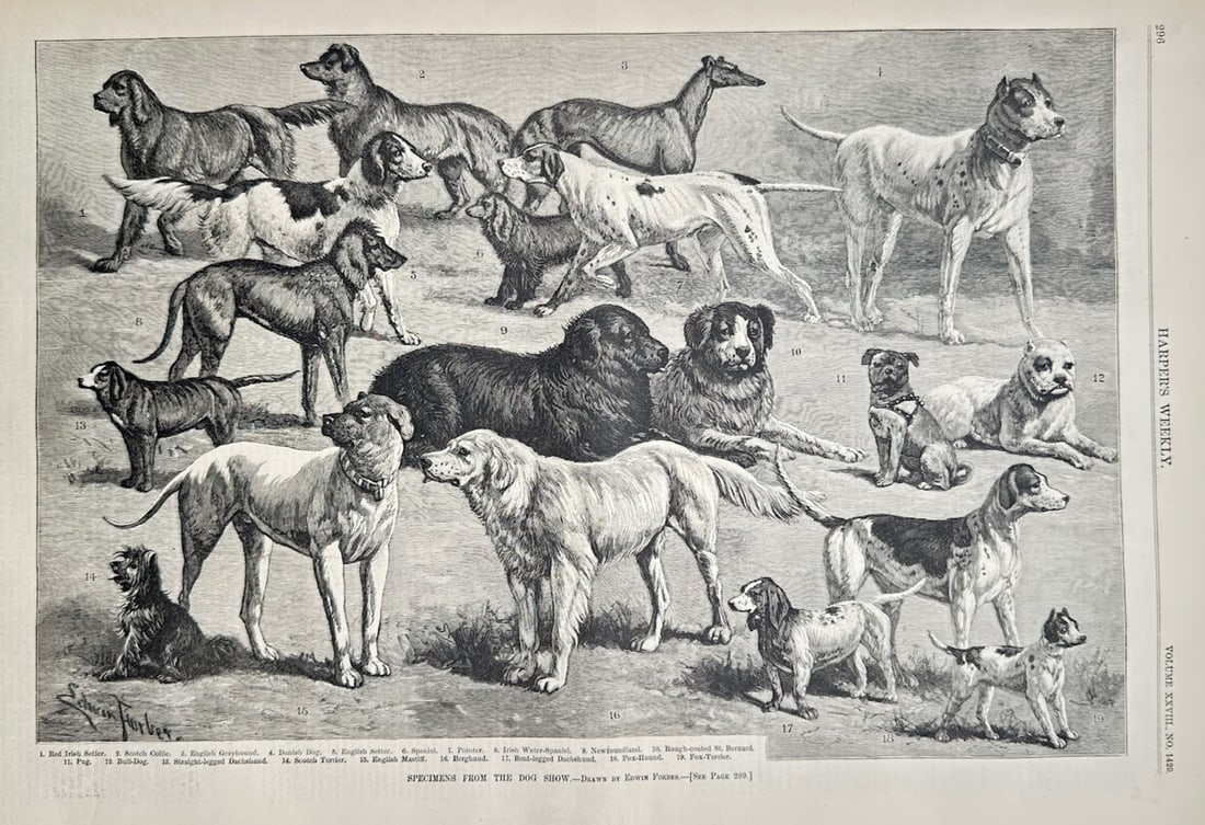 Harper's Weekly – Group Study of Diversified Canine Breeds – Wood engraving (1884) (1 of 2)